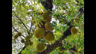 【 FOR SALE Rm 7,000,000 】Bentong, Pahang - 14 acres Freehold Durian Farm with 400+ Durian Trees !