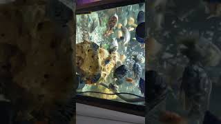 African cichlid Aquarium #shorts