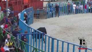 Divertida Suelta de Toros en Boecillo