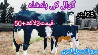 03466152628| cholistani friesian cross cow | cholistani cow | Australia cholistani cross cow |#cow