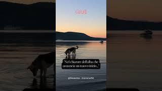 Nel chiarore dell'alba che annuncia un nuovo inizio #cane #animali #aforismi #frasedelgiorno