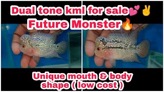 Dual tone KML 🔥 For sale (Monsterkok potential) | Unique body & mouth shape | தமிழ்