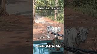 White Tiger Safari #mukundpur #whitetiger #tiger #wildlife #bigcat #rewa #centralindia #shorts