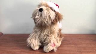 caroling canine singing dog