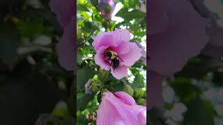 Bumblebee pollinating rose of sharon #shorts