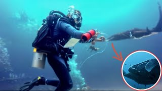 Brave diver saves stingray mother and her unborn baby | Animal rescue compilation