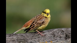 Goldammer mit seinem Gesang #vogelgesang