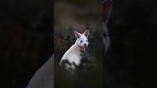 The beautiful white wallaby of bruny island🥵 #shorts