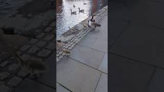 water goose hisses at dog passing by held back by a leash