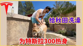 给秋田犬洗澡，为泳衣洗特斯拉准备