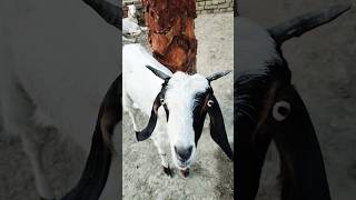 bakra #goat #animals #bakridmubarak #bakridspecial