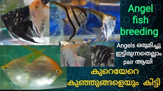 Angle fish breeding is almost all successful//#Angel//#Breeding