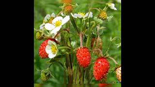 ЗЕМЛЯНИКА/The Wild Strawberry