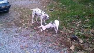 Ozzy and Elvis saying bye