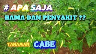 Apa Saja hama dan penyakit tanaman cabe