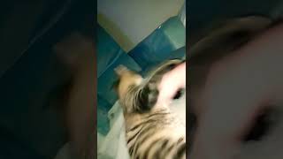 kitty crying #funny #piano #catty #catbreed #goku #caty #catvideos #cattys