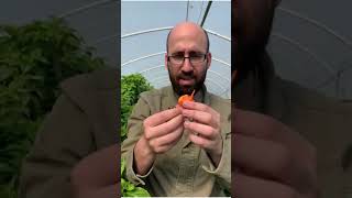 Carolina Reaper pepper👿🌶 superhot הפלפל הכי חריף בעולם! #shorts