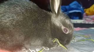 My Cute Bunny Enjoying Fresh Grass. Adorable Moment  Bunny Munching Grass Happily Cuteness Overload