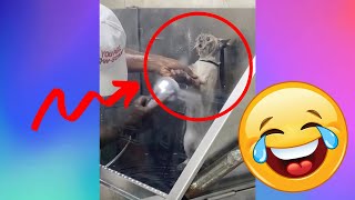 【FUNNY VIDEO】LOOK AT THE CATS FACE WHEN HE TAKING A SHOWER🤣 (DOGS, CATS AND ANIMALS)