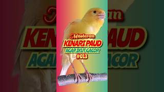 MASTERAN KENARI GACOR KENARI PAUD AGAR IKUT GACOR #013  #kenarigacor #kenaringerolpanjang