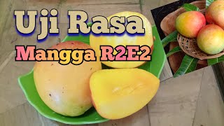 Uji Rasa Mangga R2E2