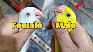 Ringneck Adult Male Female Difference | Ringneck Pathay Mein Male Aur Female Ka Kaise Pata Karein