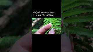 Polystichum munitum - Western Sword Fern