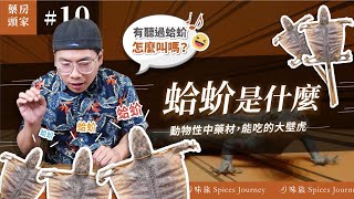 蛤蚧－可以吃的大壁虎｜傳說中可以補腎益肺的動物性中藥材｜你有聽過蛤蚧怎麼叫的嗎？｜藥房頭家#10｜香料老司機 Rex