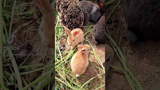 grandma hobbies for the win. #rabbitry #urbanfarming #babyanimals