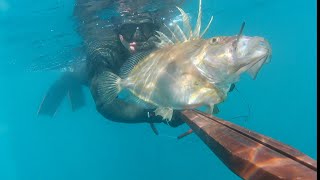 Pesca submarina, pez ballesta, mero y san pedros