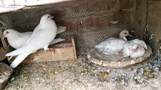 Pure Pili Aankh Mein White Pair Ki Breeding |M Asad Birds| #MAsadBirds #Kabootar #Pigeon