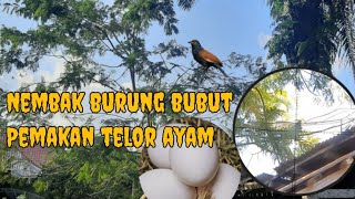 berburu burung bubut besar #berburu