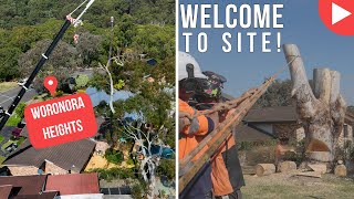 Welcome To Site - Woronora Heights - Shane's Trees