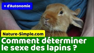 Sexage des lapins : comment déterminer le sexe des lapins ?