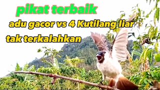 burung kutilang gacor||Pikat terbaik,siap di bawa ngebolang/mikat di hutan