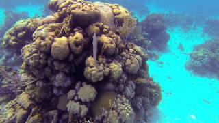 Snorkeling in the bay of pigs