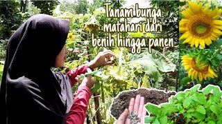 Eps. 57 Gardening || Tanam Bunga Matahari Dari Benih Sampai Panen || How to grow sun flowers