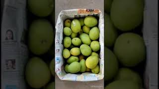 Ripening mangoes in a healthy process #మామిడి #shorts #youtubeshorts #viral #trending #shortvideo