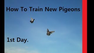 How to Train New Pigeons 1st day || naye kabootar kaisey set hotey hai..