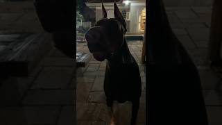 #dobermanneuropeu #music #dog #pet #puppy #dobermanpinscher #dobermann #pets #doglover #puppy #pet