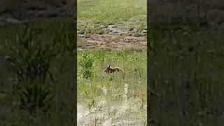 Fox catches rabbit