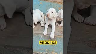 Rajapalayam puppy available  delivery available location Rajapalayam call me 7639524433