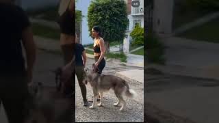 mujer de nombre Irlanda Berenice Hernández Saeb, que utilizo a su perro para matar a otro #husky