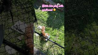 #tiger #zoo #pleasesubscribe #wildlife #cute #animals #funny #playing #viral #shorts #wildanimals