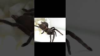 Tarantula Unboxing - The great escape edition! 🕷️🕸️#ChilobrachysKaengkrachan   #oldworld #tarantula