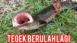 JORAN TEGEK BERULAH‼️BIKIN RESAH‼️#fishing#reels#snakeheadfish