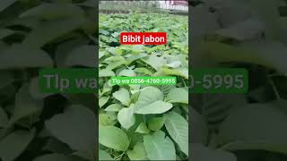 bibit Jabon Purwokerto wa 085647605995