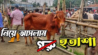 আমরাইদ হাট গরু কিনতেই গেসিলাম || আমরাইদ হাটে গরুর দাম || Purbasha Agro