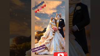 Cute 🥰 couple 🥰 #jcb videos #trending #cat #funny #videonew 🐾 Cutecat Animals-z5k