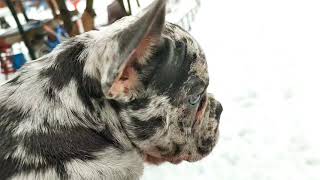 Щенок французского бульдога, первый раз на улице. /French bulldog puppy for the first time outdoors.